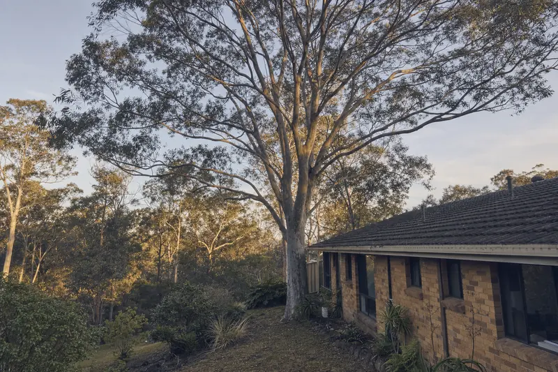 A tall pale-trunked gum tree growing hard against the corner of a brick-veneer house with a tiled roof, bushland behind in late sun — tree removal, Central Coast. Illustrative example.