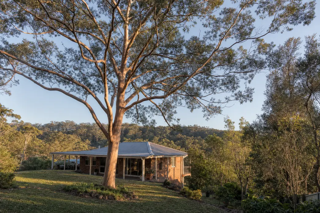 A broad smooth-barked tree with a salmon-tan trunk spreading over the lawn of a brick house with a wide verandah, a bushland ridge behind in late sun — tree removal, Central Coast. Illustrative example.