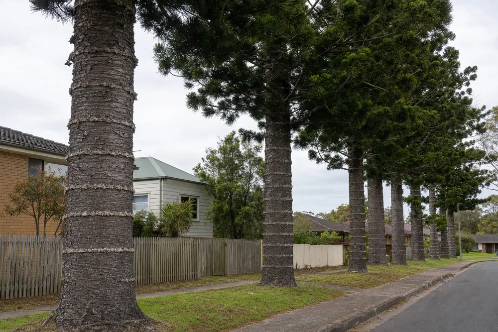 A row of tall mature hoop pines along a residential street, each trunk banded with horizontal rings of rough bark — tree removal, Central Coast. Illustrative example.