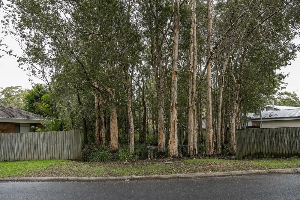 Paperbark trees with pale peeling bark standing in shallow water immediately behind suburban back fences — tree removal, Central Coast. Illustrative example.