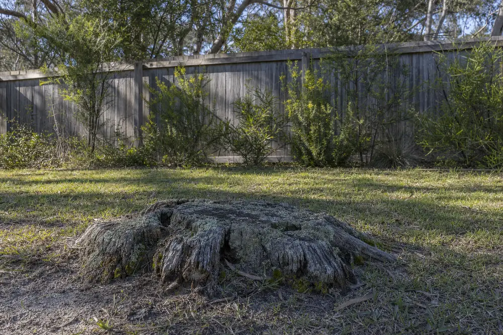 An old grey cut stump covered in lichen in a patchy backyard lawn, wattle flowering along a timber paling fence — stump grinding, Central Coast. Illustrative example.