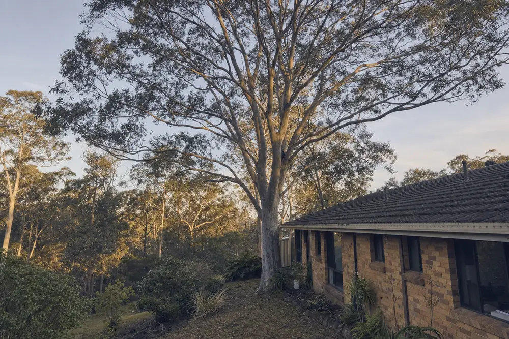 A tall pale-trunked gum tree growing hard against the corner of a brick-veneer house with a tiled roof, bushland behind in late sun — tree removal, Central Coast. Illustrative example.