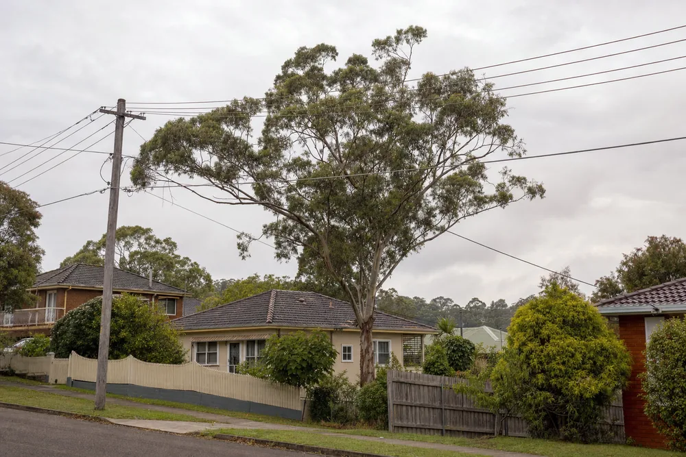 Eucalypt branches growing up into overhead powerlines above a suburban street, with the service wire running across to a house — tree lopping & pruning, Central Coast. Illustrative example.