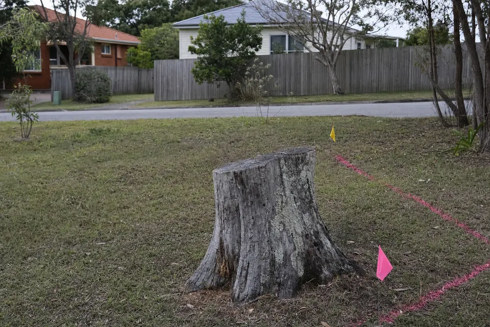 A weathered lichen-covered tree stump in patchy lawn, with fluorescent utility marking paint and small marker flags on the grass beside it — stump grinding, Central Coast. Illustrative example.