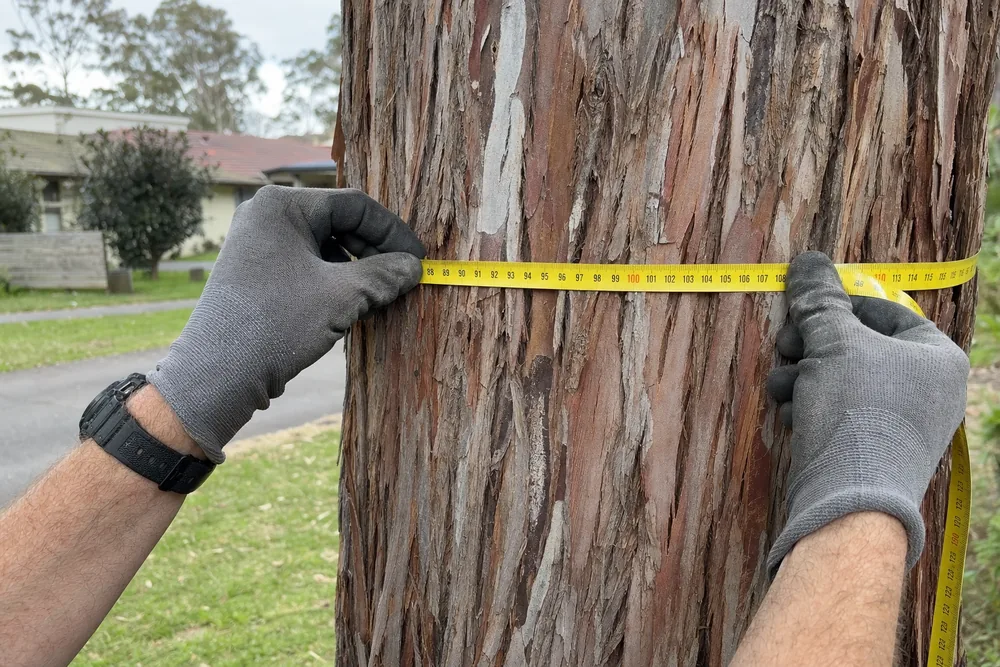 Gloved hands holding a measuring tape around a rough-barked eucalypt trunk at about chest height — tree removal, Central Coast. Illustrative example.